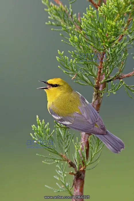 : Blue-winged Warbler : Blue-winged Warbler