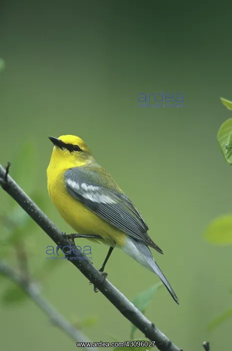 : Blue-winged Warbler : Blue-winged Warbler