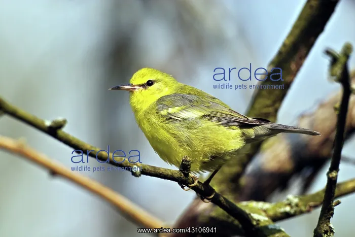 : Blue-winged Warbler : Blue-winged Warbler