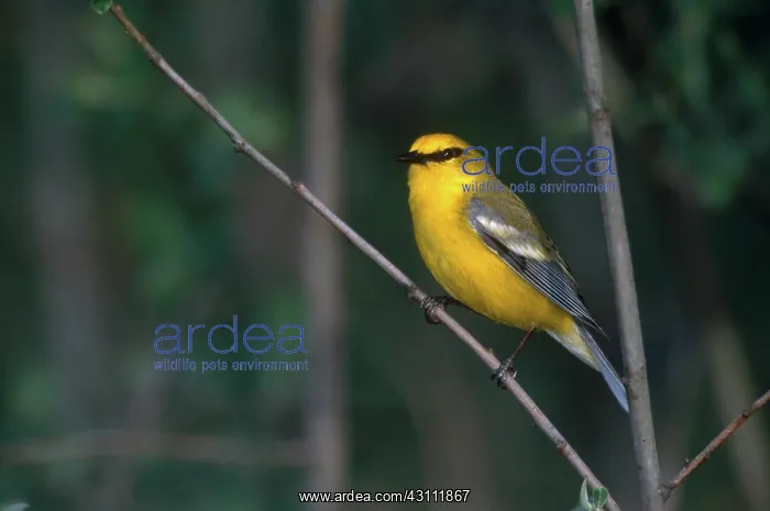 : Blue-winged Warbler : Blue-winged Warbler