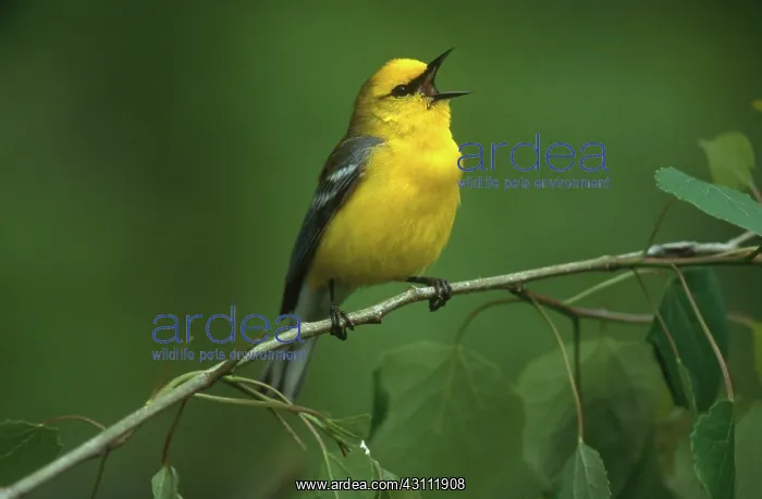 : Blue-winged Warbler : Blue-winged Warbler