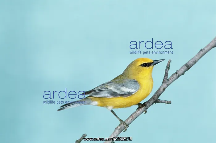 : Blue-winged WARBLER - on branch : Blue-winged WARBLER - on branch