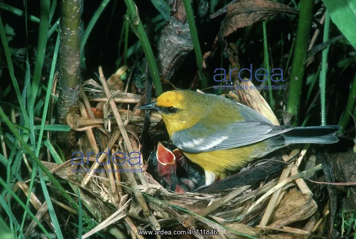 : Blue-winged Warbler at Nest : Blue-winged Warbler at Nest