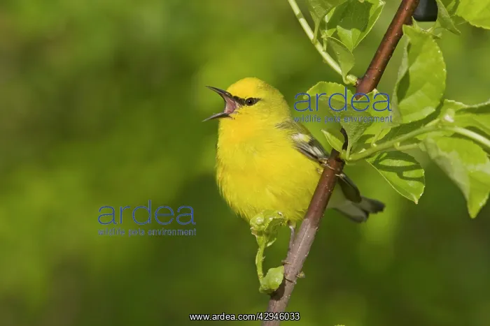 : Blue-winged Warbler - Singing : Blue-winged Warbler - Singing