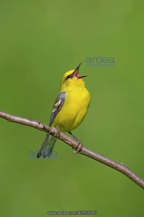  : Blue-winged Warbler, singing on breeding territory in spring