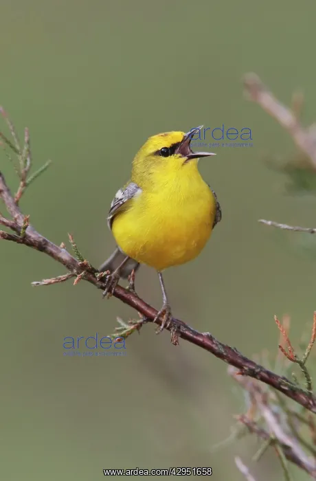 : Blue-winged Warbler - singing in territory : Blue-winged Warbler - singing in territory
