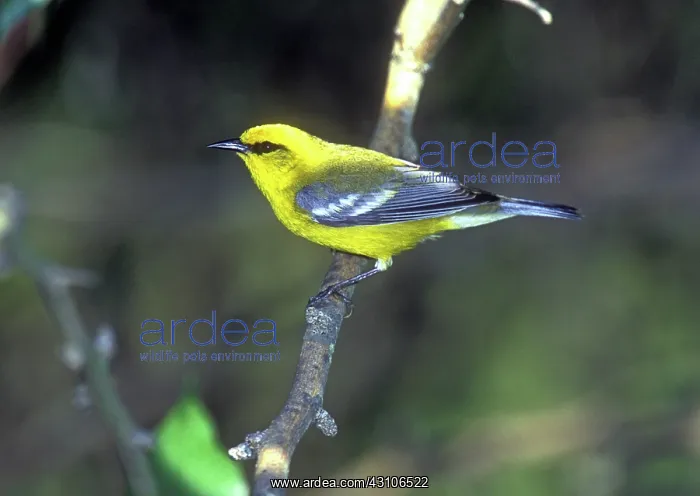 : Blue-winged Warbler (Vermivora pinus) : Blue-winged Warbler (Vermivora pinus)