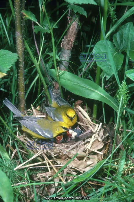 : Blue-winged Warblers with Chicks : Blue-winged Warblers with Chicks