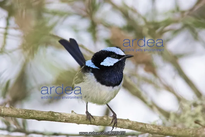 : Blue Wren. Blue wren, also known as the superb fairy wren (Malurus cyaneus) male : Blue Wren. Blue wren, also known as the superb fairy wren (Malurus cyaneus) male
