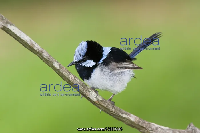  : Blue Wren. Blue wren, also known as the superb fairy wren (Malurus cyaneus) male