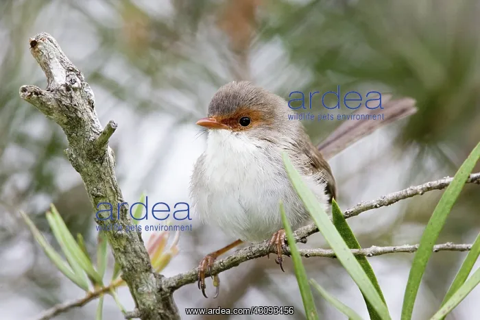 : Blue Wren. Blue wren, also known as the superb fairy wren (Malurus cyaneus) female : Blue Wren. Blue wren, also known as the superb fairy wren (Malurus cyaneus) female