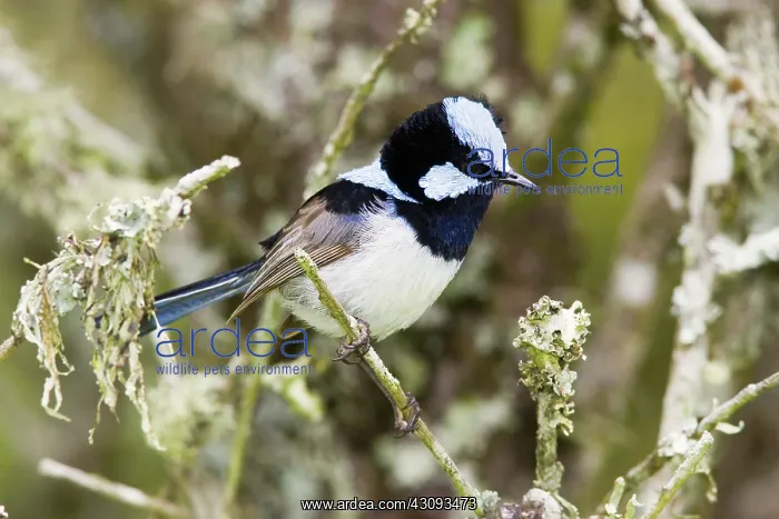  : Blue Wren. Blue wren, also known as the superb fairy wren 