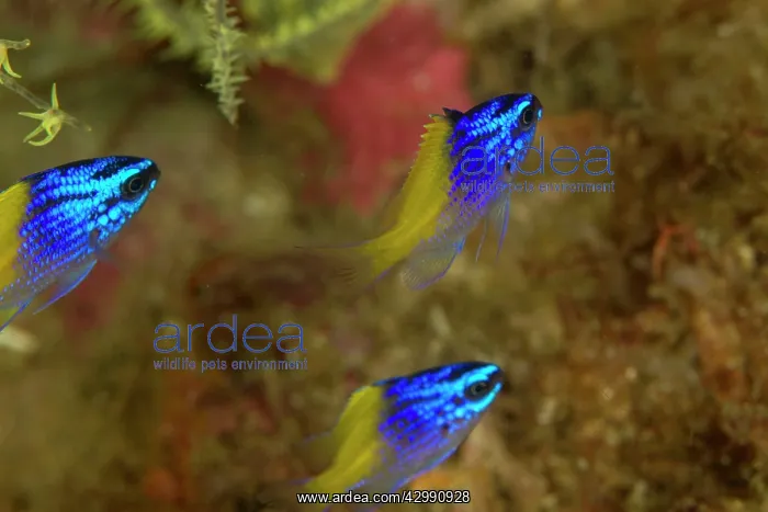 : Blue Yellow Chromis Juvenile : Blue Yellow Chromis Juvenile
