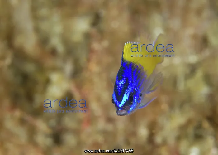 : Blue Yellow Chromis Juvenile : Blue Yellow Chromis Juvenile