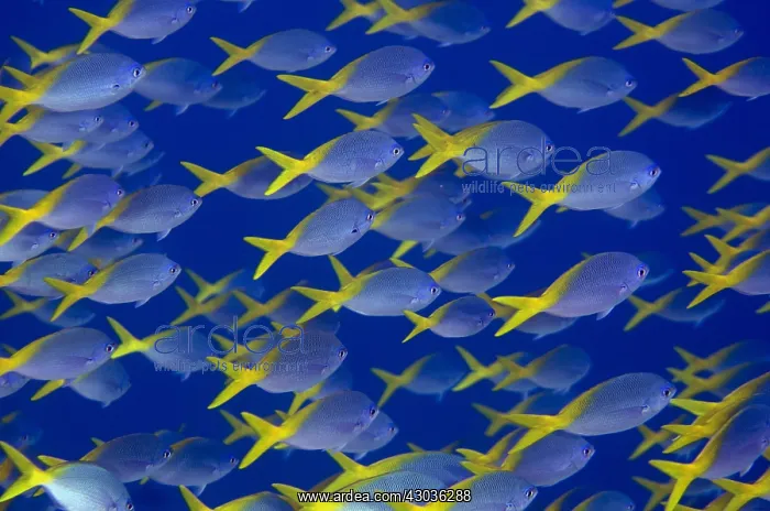 : Blue and Yellow Fusiliers - School - Mangrove : Blue and Yellow Fusiliers - School - Mangrove