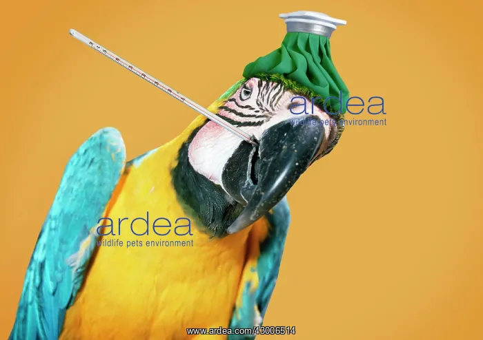  : Blue & Yellow Macaw