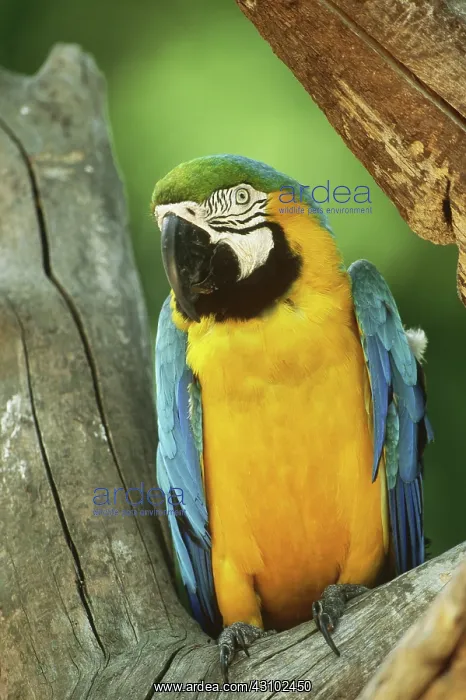 : Blue and Yellow Macaw : Blue and Yellow Macaw