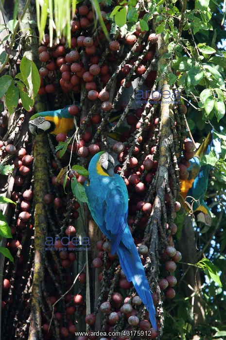 : Blue and Yellow Macaw : Blue and Yellow Macaw