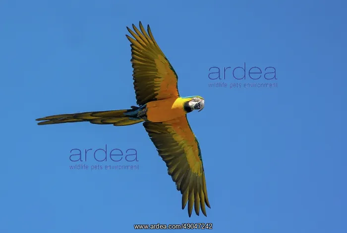 : BLUE AND YELLOW MACAW : BLUE AND YELLOW MACAW