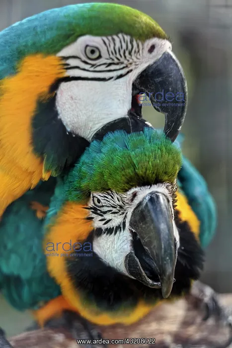 : Two blue and yellow macaw (Ara ararauna), captive : Two blue and yellow macaw (Ara ararauna), captive