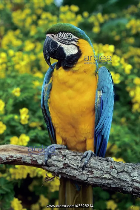 : Blue and Yellow Macaw, (Ara ararauna), captive : Blue and Yellow Macaw, (Ara ararauna), captive