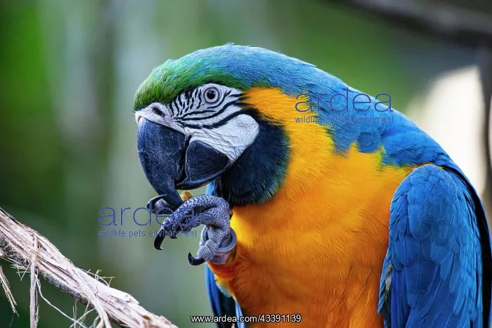 : Blue and yellow macaw (Ara ararauna) Pantanal Brazil : Blue and yellow macaw (Ara ararauna) Pantanal Brazil
