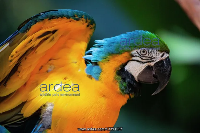 : Blue and yellow macaw (Ara ararauna) Pantanal Brazil : Blue and yellow macaw (Ara ararauna) Pantanal Brazil