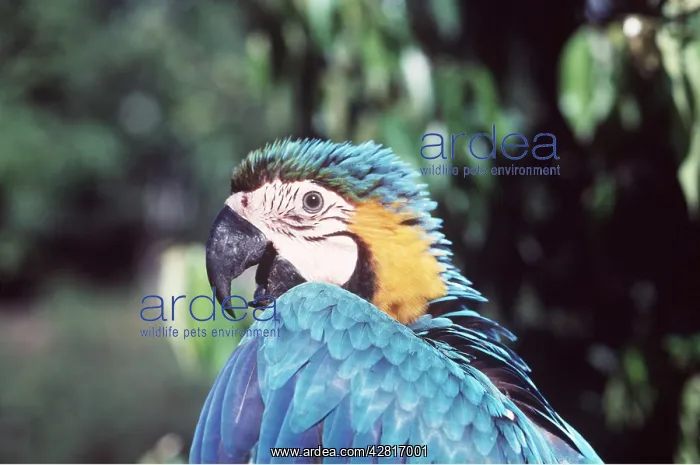  : Blue & Yellow Macaw  /  Blue and Gold macaw