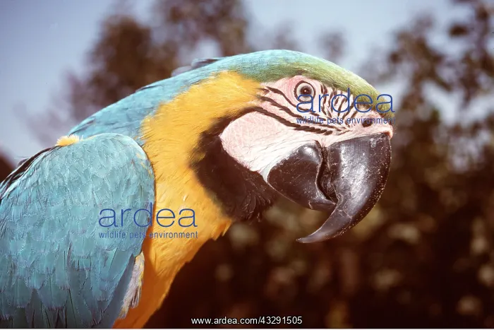 : Blue & Yellow MACAW / Blue and Gold macaw : Blue & Yellow MACAW / Blue and Gold macaw