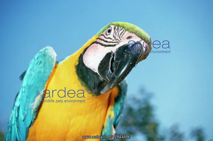 : Blue & Yellow MACAW / Blue and Gold macaw - close-up : Blue & Yellow MACAW / Blue and Gold macaw - close-up