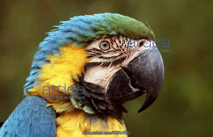 : Blue & Yellow MACAW / Blue and Gold macaw - close-up : Blue & Yellow MACAW / Blue and Gold macaw - close-up