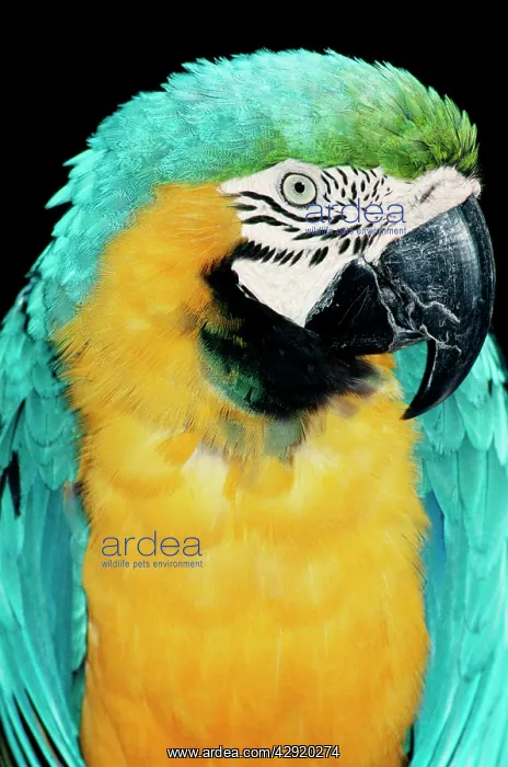 : Blue & Yellow MACAW / Blue and Gold macaw - close-up of head : Blue & Yellow MACAW / Blue and Gold macaw - close-up of head
