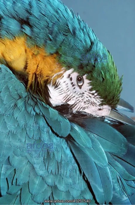 : Blue & Yellow MACAW / Blue and Gold macaw- close-up of head : Blue & Yellow MACAW / Blue and Gold macaw- close-up of head