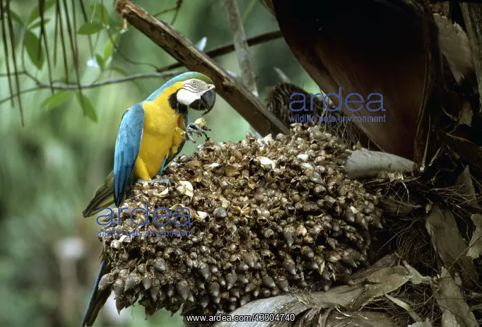 : Blue & Yellow Macaw / Blue and Gold macaw - Eating : Blue & Yellow Macaw / Blue and Gold macaw - Eating