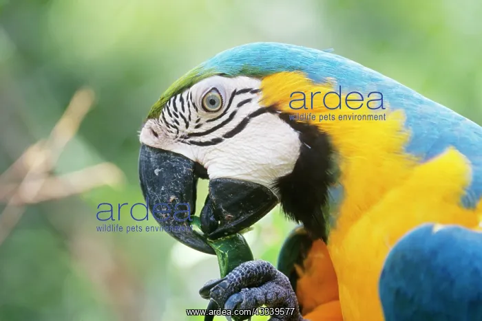: Blue & Yellow Macaw / Blue and Gold macaw - eating a pod : Blue & Yellow Macaw / Blue and Gold macaw - eating a pod