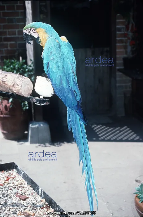 : Blue & Yellow MACAW  /  Blue and Gold macaw - on perch