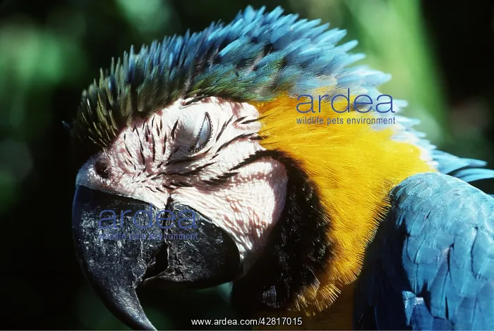 : Blue & Yellow MACAW / Blue and Gold macaws - showing : Blue & Yellow MACAW / Blue and Gold macaws - showing