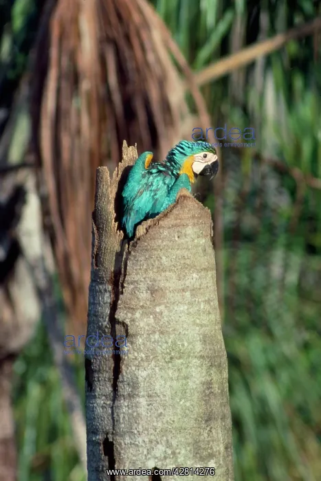 : Blue & Yellow Macaw - chick at nest : Blue & Yellow Macaw - chick at nest