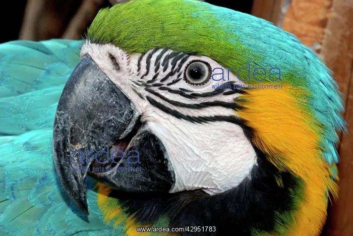 : Blue and Yellow Macaw - forested areas of South : Blue and Yellow Macaw - forested areas of South