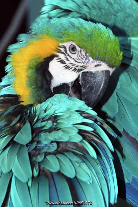 : Blue and Yellow Macaw - preening - forested areas : Blue and Yellow Macaw - preening - forested areas