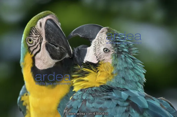 : Blue And Yellow Macaws : Blue And Yellow Macaws