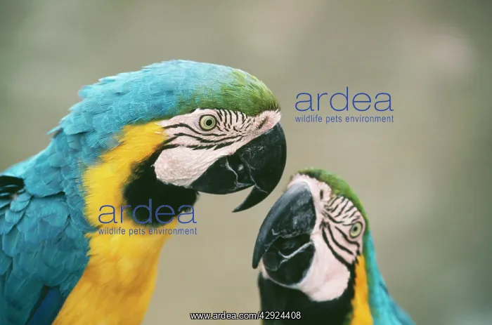 : BLUE & YELLOW MACAWS / Blue and Gold macaws - two : BLUE & YELLOW MACAWS / Blue and Gold macaws - two