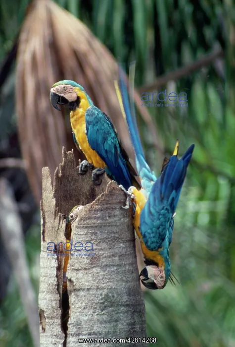: Blue & Yellow MACAWS / Blue and Gold macaws - adult : Blue & Yellow MACAWS / Blue and Gold macaws - adult