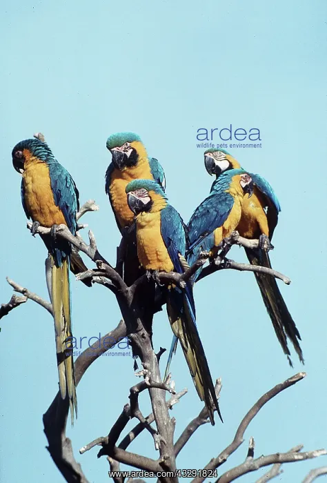 : Blue & Yellow MACAWS / Blue and Gold macaws - x : Blue & Yellow MACAWS / Blue and Gold macaws - x