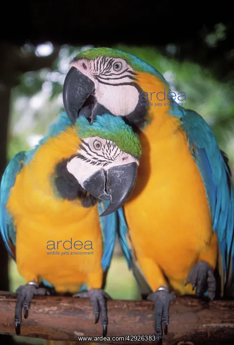 : Blue and Yellow MACAWS / Blue and Gold macaws - X2 preening : Blue and Yellow MACAWS / Blue and Gold macaws - X2 preening