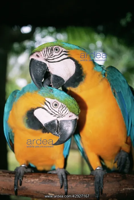 : Blue and Yellow MACAWS / Blue and Gold macaws - X2 preening : Blue and Yellow MACAWS / Blue and Gold macaws - X2 preening