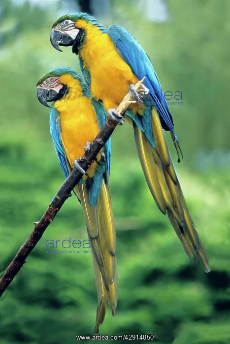 : Blue and Yellow Macaws - pair on branch : Blue and Yellow Macaws - pair on branch