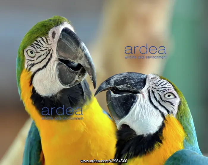 : Blue and Yellow Macaws - showing affectionate behaviour : Blue and Yellow Macaws - showing affectionate behaviour