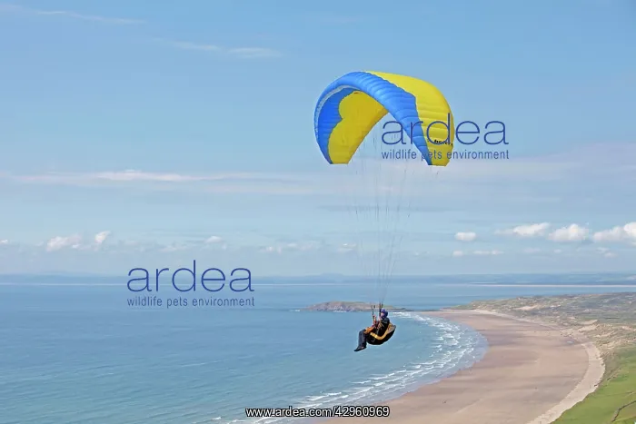 : Blue & yellow paraglider - gliding over beach : Blue & yellow paraglider - gliding over beach