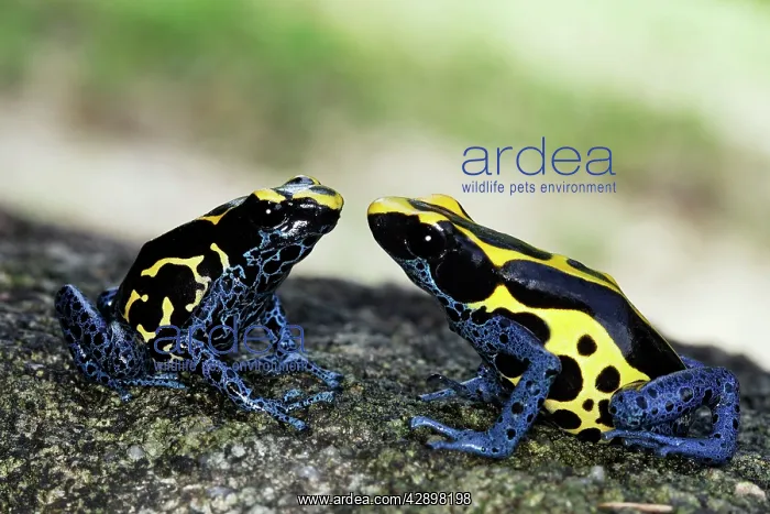  : Blue and Yellow Poison Arrow  /  Dart Frog
